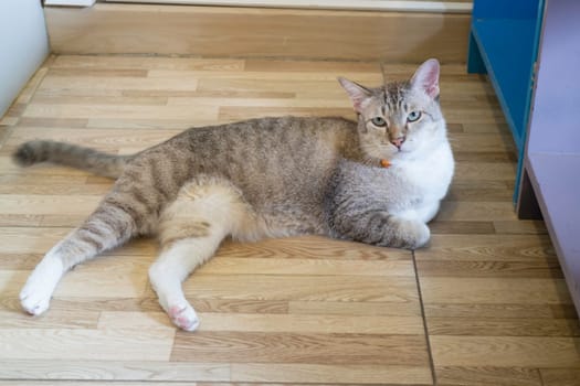 Domestic cat chilled in coffee shop, stock photo