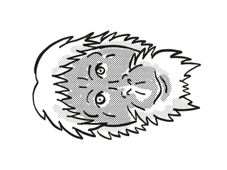 Retro cartoon mono line style drawing of head of a Sumatran Orang-utan or Pongo abelii, an endangered wildlife species on isolated white background done in black and white.