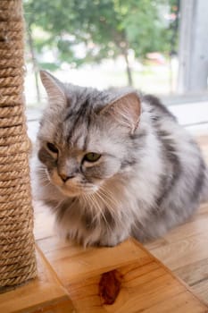 Domestic cat chilled in coffee shop, stock photo