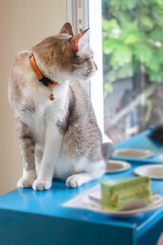 Domestic cat chilled in coffee shop, stock photo