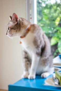 Domestic cat chilled in coffee shop, stock photo