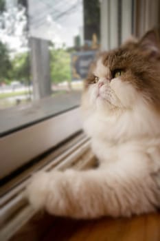 Domestic cat chilled in coffee shop, stock photo