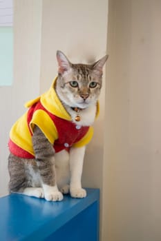 Domestic cat chilled in coffee shop, stock photo