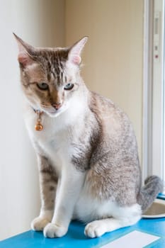 Domestic cat chilled in coffee shop, stock photo
