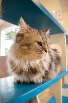 Domestic cat chilled in coffee shop, stock photo