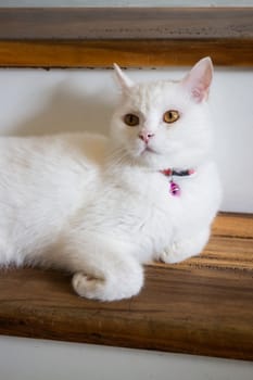 Domestic cat chilled in coffee shop, stock photo