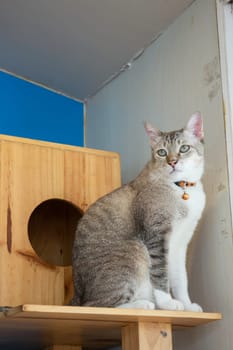 Domestic cat chilled in coffee shop, stock photo