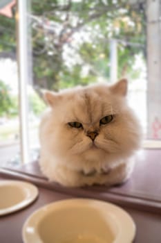 Domestic cat chilled in coffee shop, stock photo