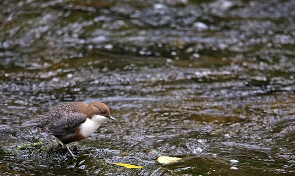 Dipper Cinclus cinclus in the Dreisam in Freiburg