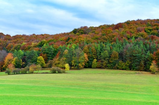 colorful autumn forest in october