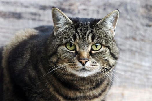 Close-up of the face of a pretty brown-black cat