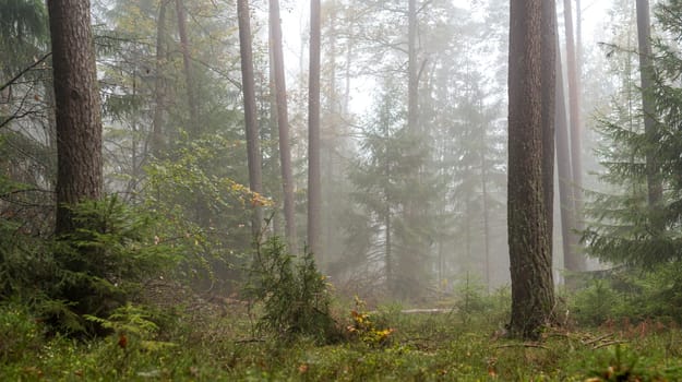 Forest in the bright fog with pines, deciduous trees and firs. Soil overgrown with moss and ferns