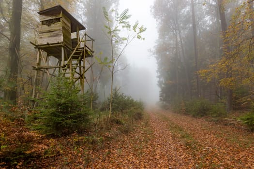 Wooden hunter perched at the forest edge in fog in autumnal pine forest against blurred background