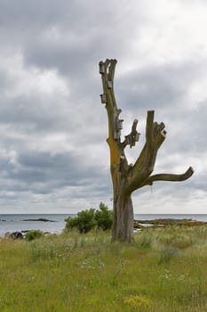 Tree covered with birdhouses on coast line of Baltic Sea near the village of Svaneke on Island Bornholm in Denmark.