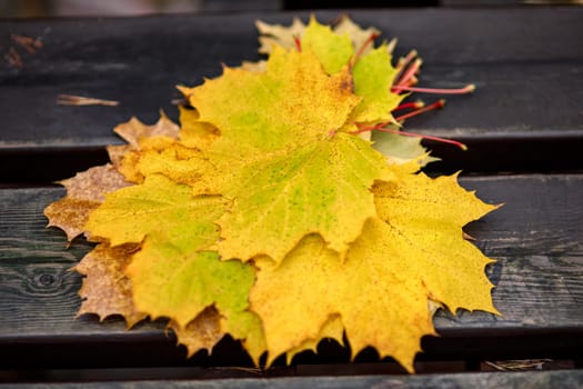 Yellow maple leaves on a bench lying in a stack, in defocus