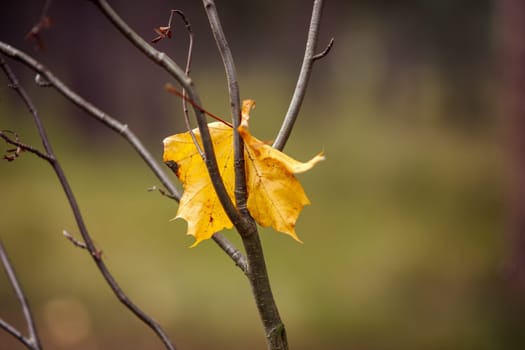 Yellow maple leaf stuck in a bare branch, dull autumn nature, sadness