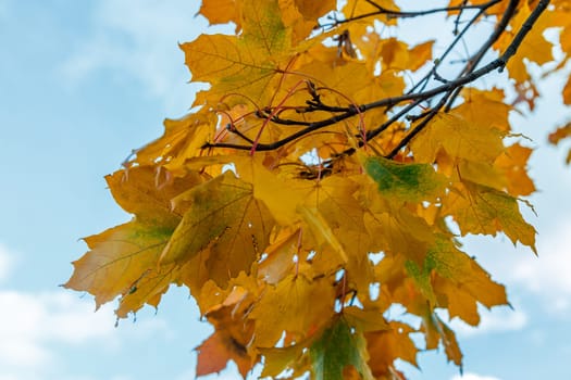 Autumn maple leaves on a branch of bright red-yellow color against the sky