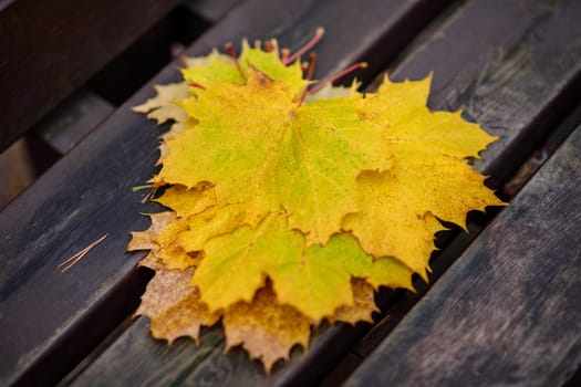 Yellow maple leaves on a bench lying in a stack, in defocus