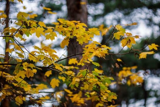 Branch with yellow maple leaves in a dark, very autumn forest