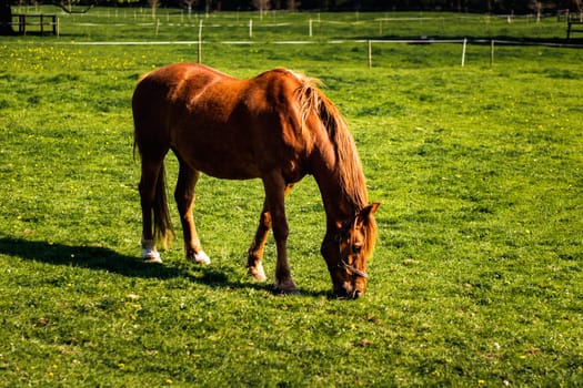 Brown horse grazing on green meadow in summer on a bright sunny day