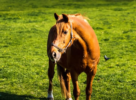 Brown horse grazing on green meadow in summer on a bright sunny day