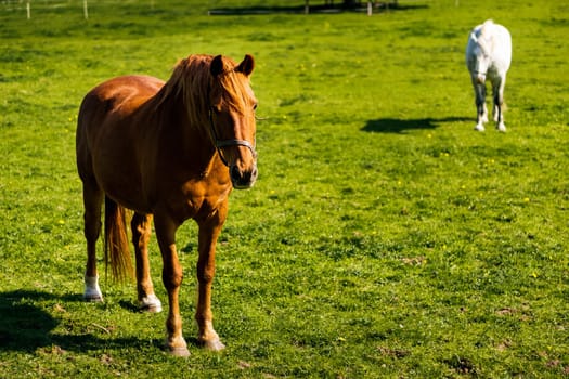 Brown and white horses grazing on green meadow in summer on a bright sunny day