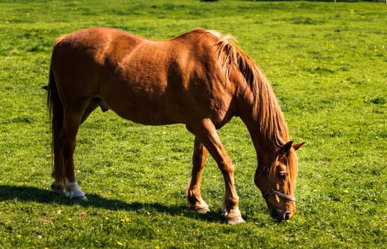 Brown horse grazing on green meadow in summer on a bright sunny day
