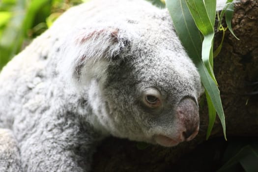 Koala (Phascolarctos cinereus) living in Australia pouch mammals