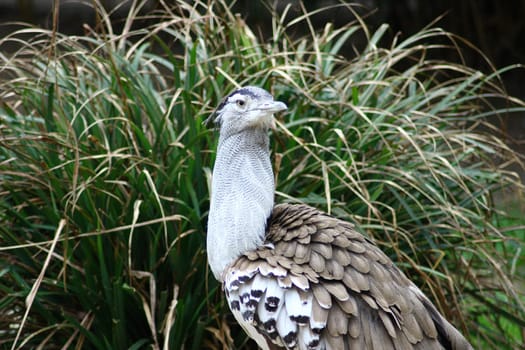 The Kori Bustard (Ardeotis kori) lives in Africa's savannas