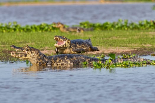 Spectacled caimans (Caiman crocodilus yacare) warming up,Pantanal,Mato Grosso,Brazil