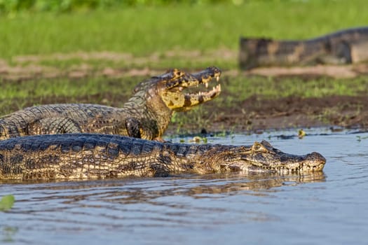 Spectacled caiman (Caiman crocodilus yacare),Pantanal,Mato Grosso,Brazil