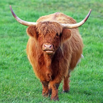 Highland cattle or Kyloe squared
