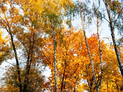 Yellow autumn foliage of trees against the blue sky. Natural landscape.