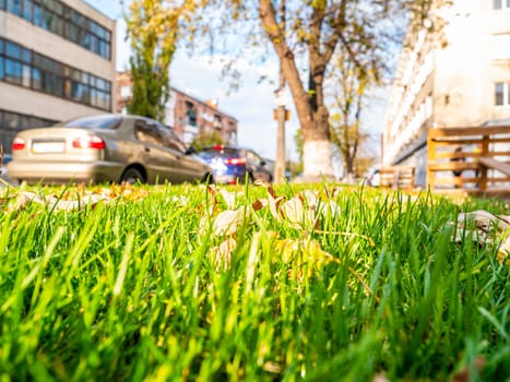 Autumn leaves on green grass on the side of a city street. Background image.