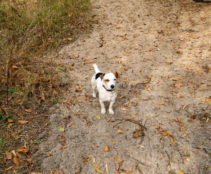 A white dog with brown ears looks into the lens. Animals.