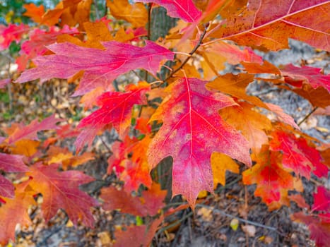 Red autumn oak tree leaves. Natural background.