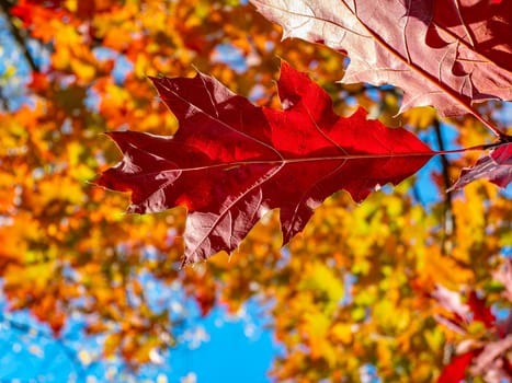 Red autumn oak leaves against the blue sky. Natural background.