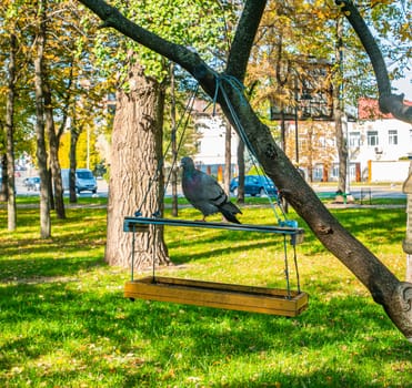 Dove in a bird feeder in a public park. Birds in the city.