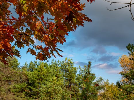 Red autumn oak leaves against the blue sky. Natural background.