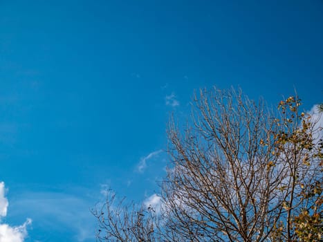 Autumn tree without leaves on a background of blue sky. Natural background.