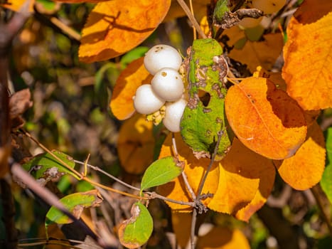 White berries on a tree branch. Nature.