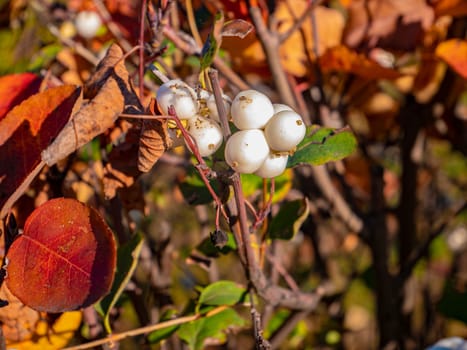 White berries on a tree branch. Nature.