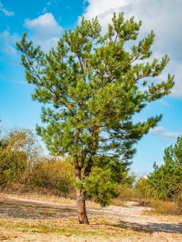 Lonely pine tree against the sky. Natural landscape.