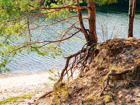Sandy shore of a forest river in pines. Water. Background image. River bank. Forest. Scenery.