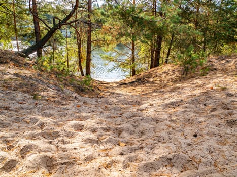 Sandy shore of a forest river in pines. Water. Background image. River bank. Forest. Scenery.