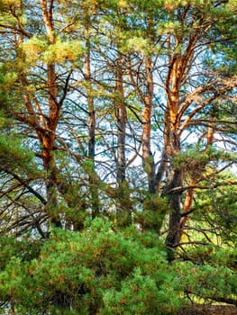 Lonely pine tree against the sky. Natural landscape.