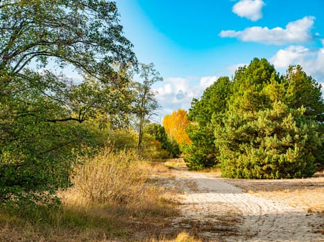Sandy road in a pine forest. Natural landscape.
