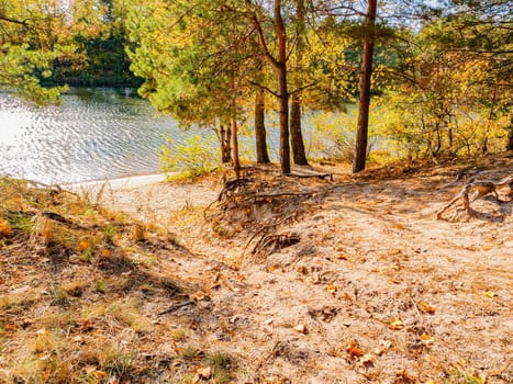 Sandy shore of a forest river in pines. Water. Background image. River bank. Forest. Scenery.