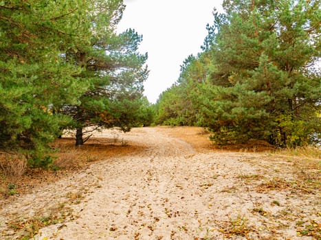 Sandy road in a pine forest. Natural landscape.