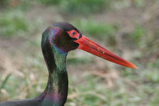 Portrait of a Black Stork (Ciconia nigra)